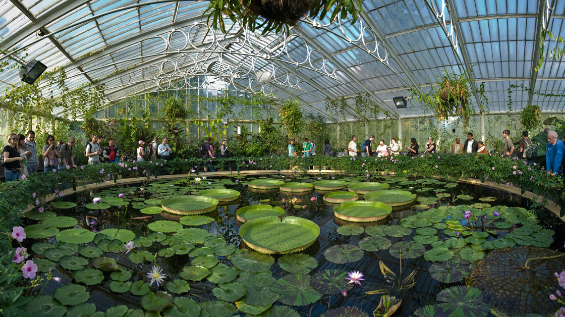 Kew_Gardens_Waterlily_House_-_Sept_2008