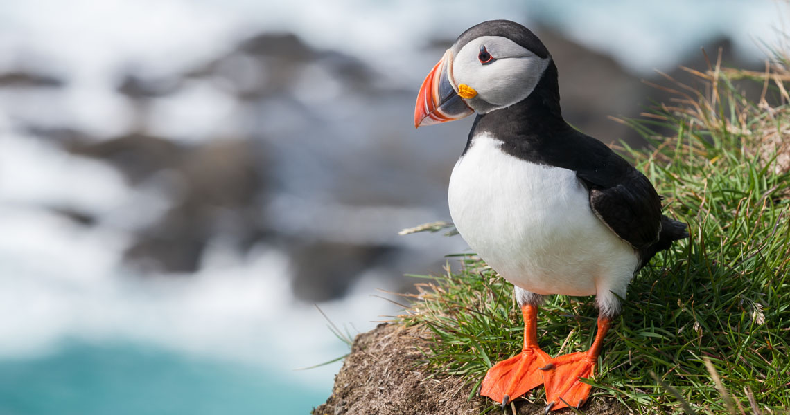 Papageitaucher_Fratercula_arctica