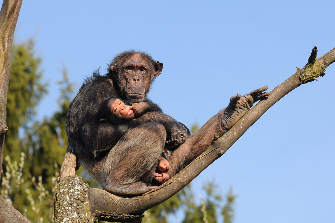 Schimpanse_Pan_troglodytes_3