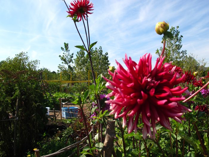 Michigan Community Resources helps east side residents re-purpose vacant lots into flower farms with blight busting blooms