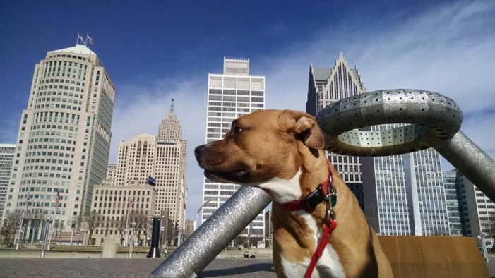 Detroit’s River Dogs: Weekly dog walking builds lasting bonds