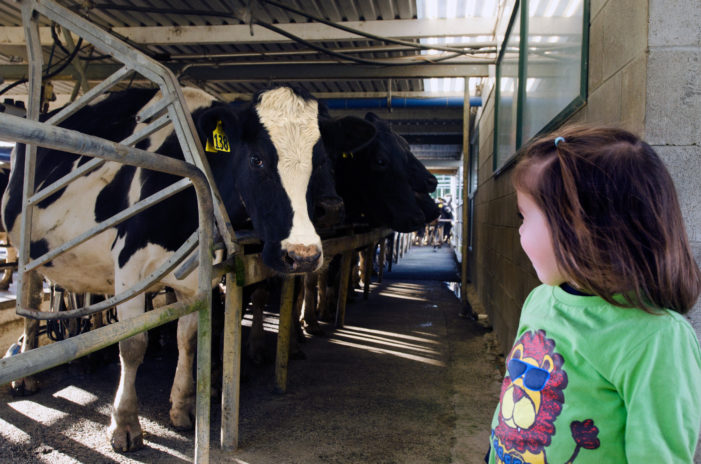 MOO U: Area youth invited to visit dairy farm