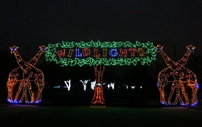 Vote now to make Wild Lights at the Detroit Zoo the best zoo lights in the US