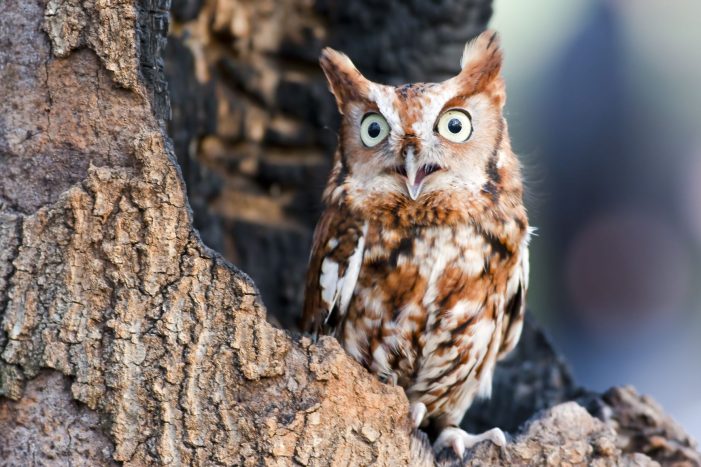 COVID fatigue? Check out the Owl Prowl and Metroparks. It’s a hoot!